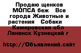 Продаю щенков МОПСА беж - Все города Животные и растения » Собаки   . Кемеровская обл.,Ленинск-Кузнецкий г.